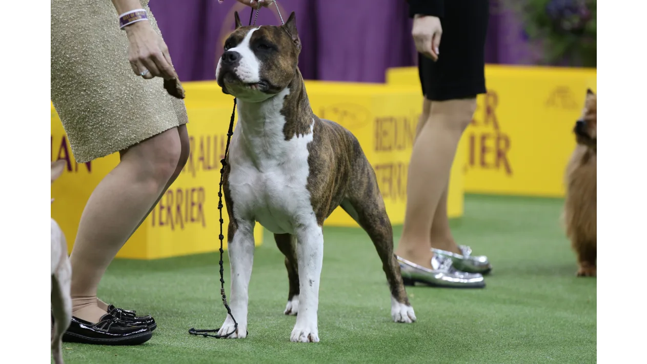 Trouble the American Staffordshire wins the WKC Terrier Group