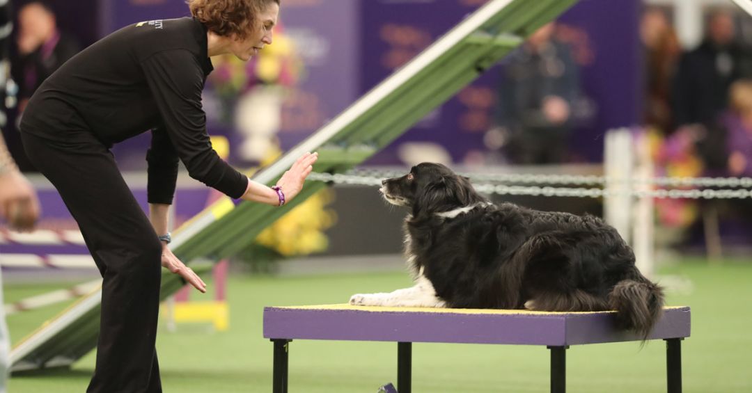 The 8th Annual Masters Agility Championship at Westminster