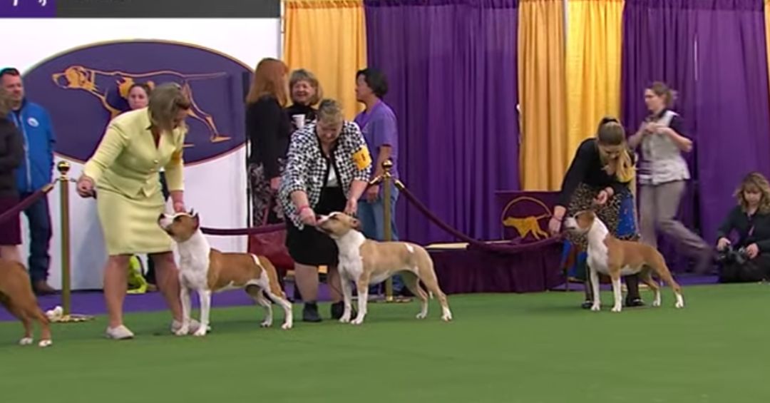 American Staffordshire Terriers | Breed Judging 2020