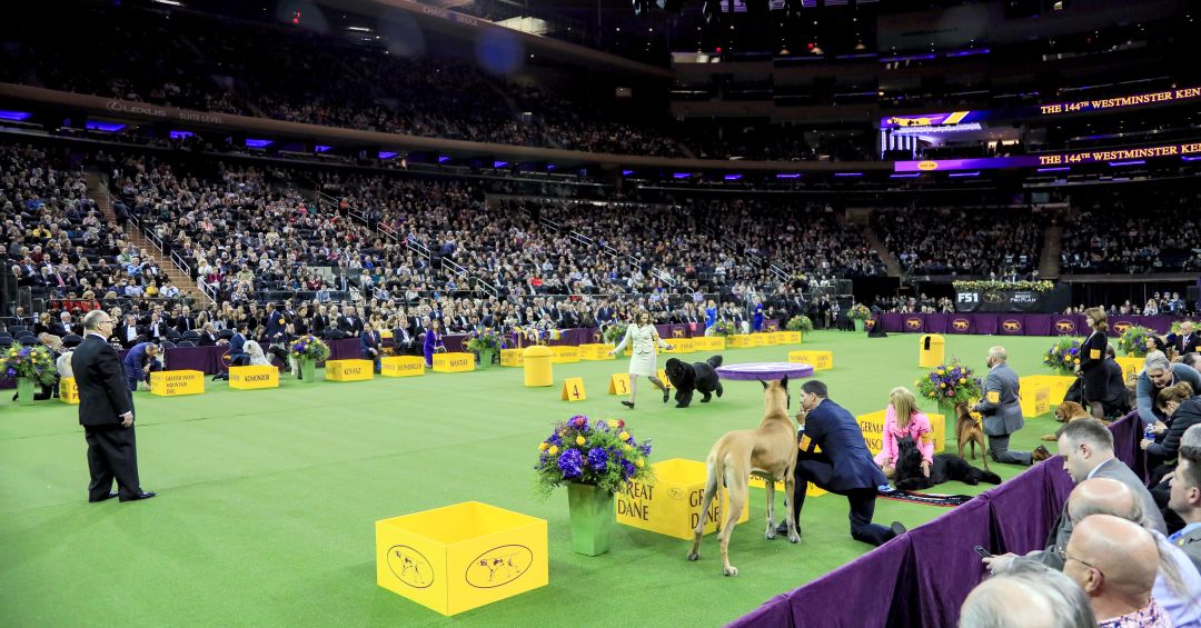 Westminster Kennel Club Dog Show Venues Timeline and Historical Data