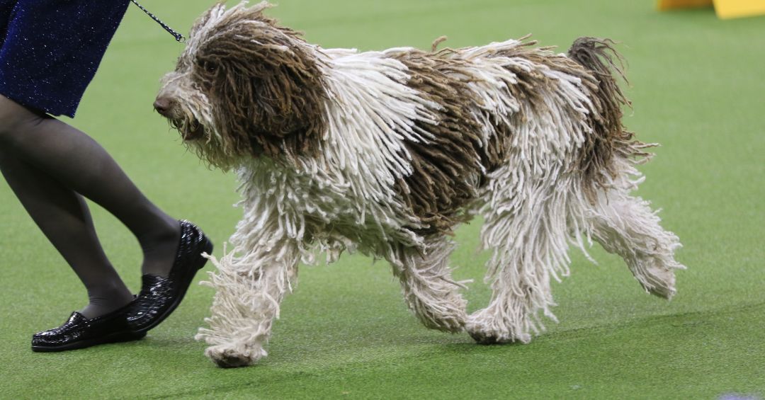 Spanish Water Dog