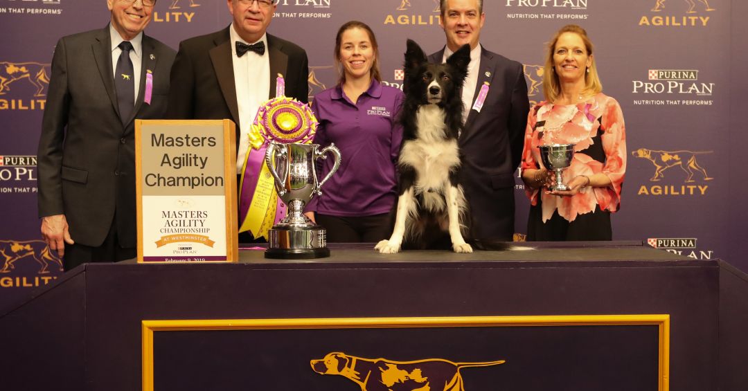 The Masters Agility Championship At Westminster