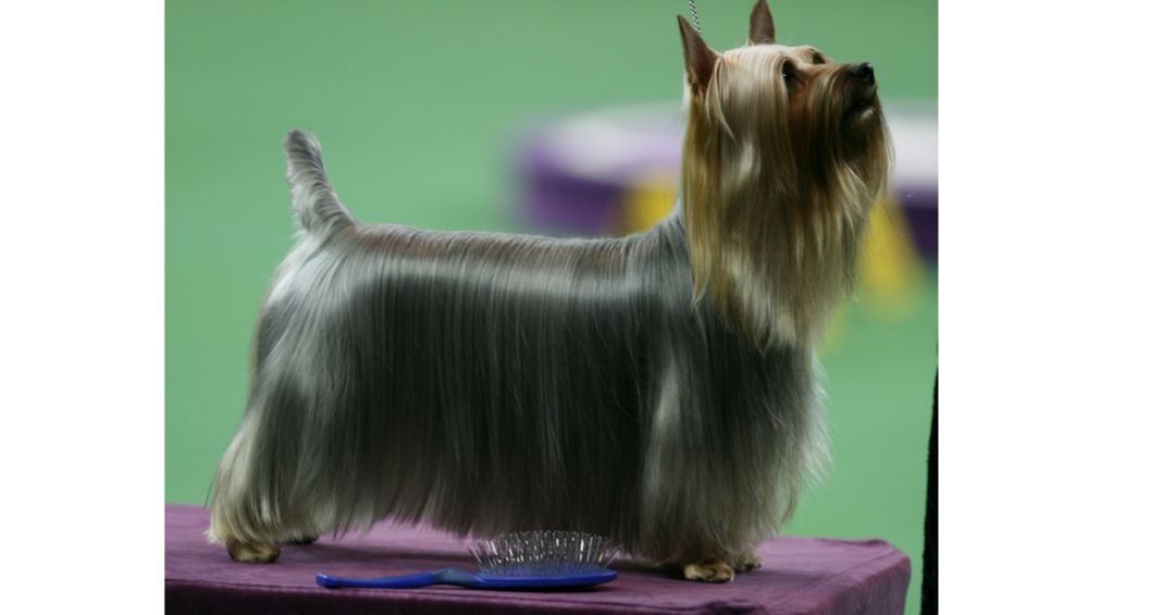 How A Dog Show Works