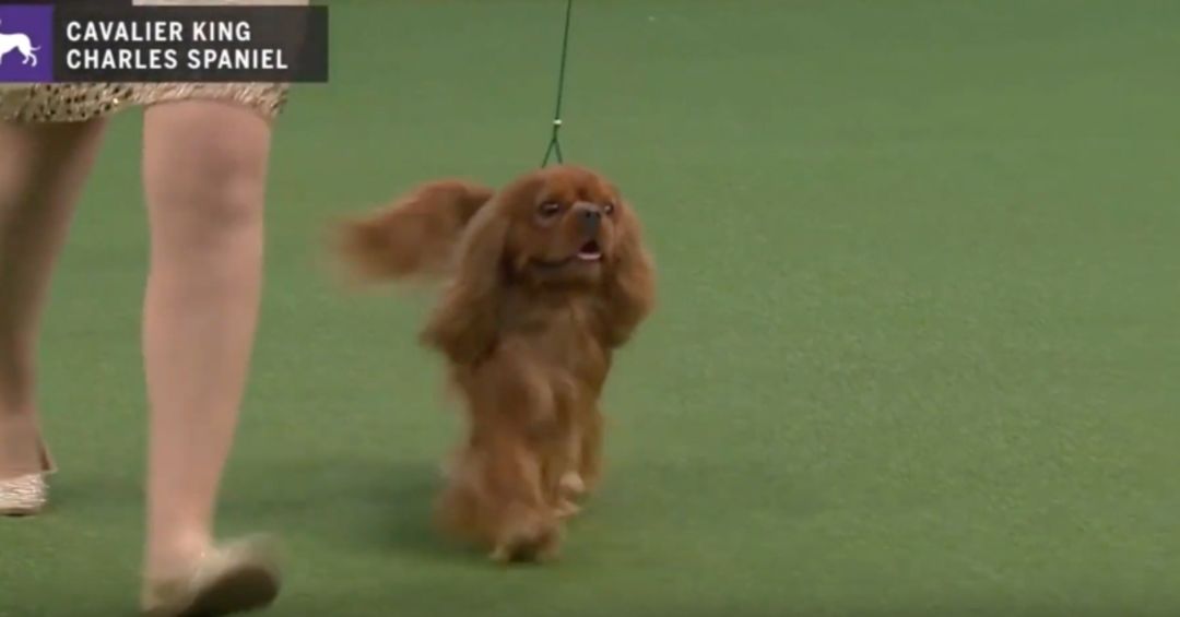 At this Westminster, King Charles is the spaniel sort