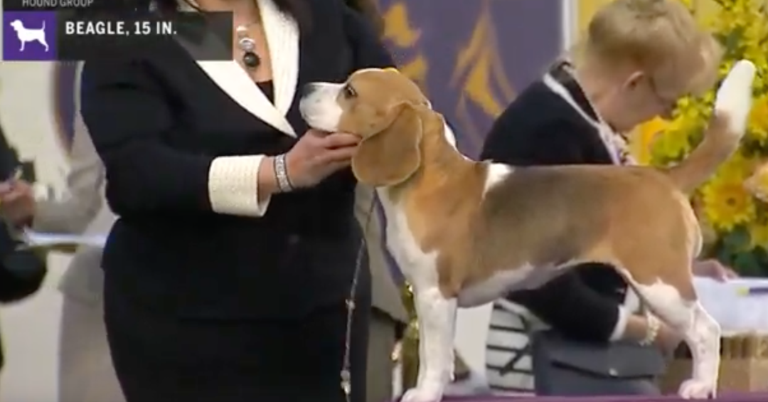 westminster dog show beagle