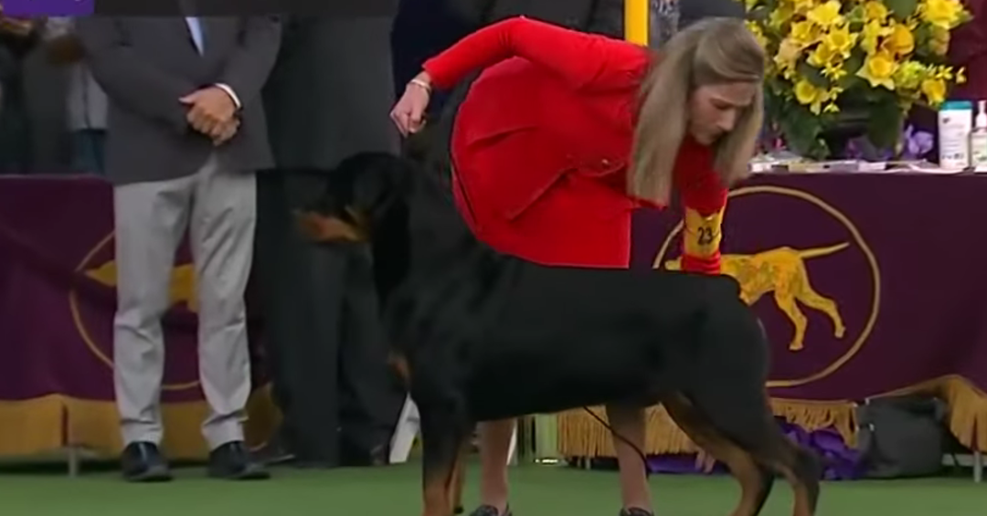 Rottweilers | Breed Judging 2020