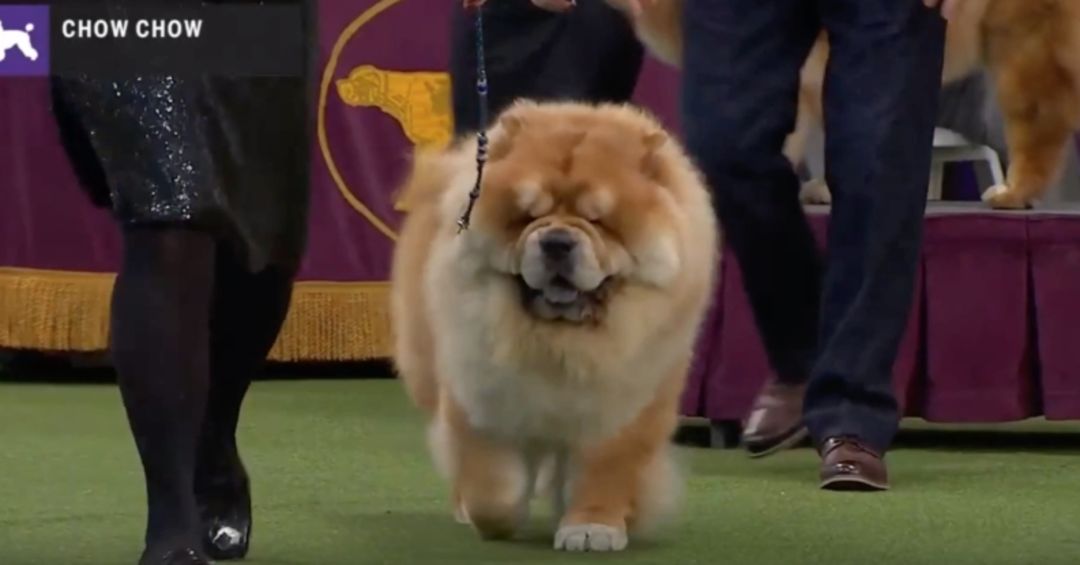 chow chow show