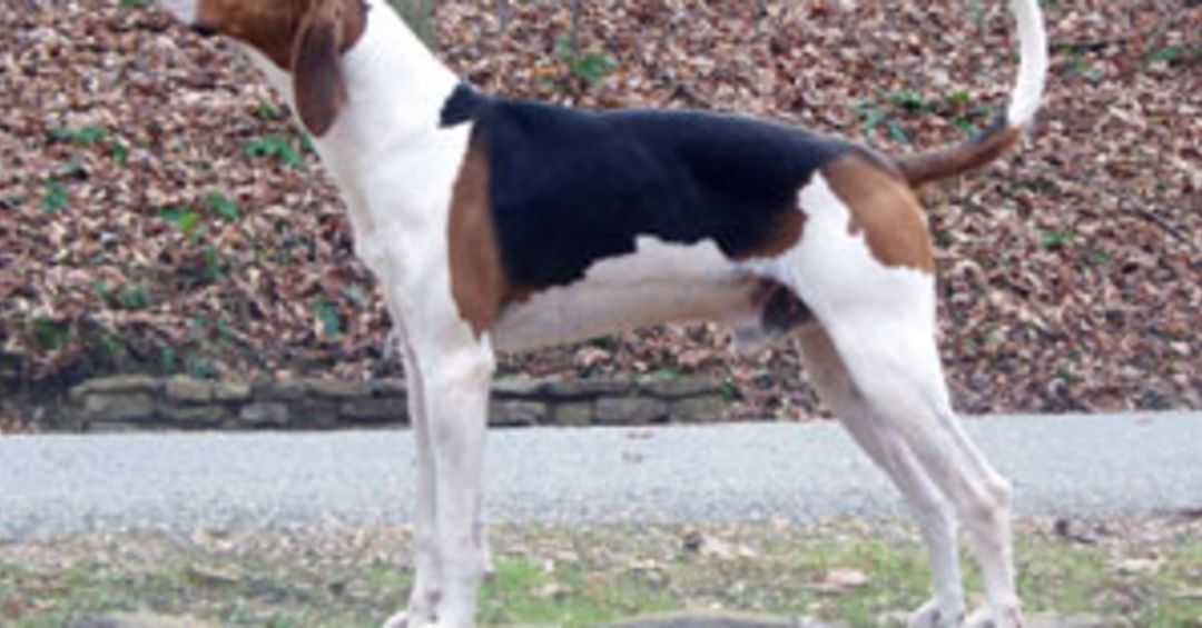 walker hound breed