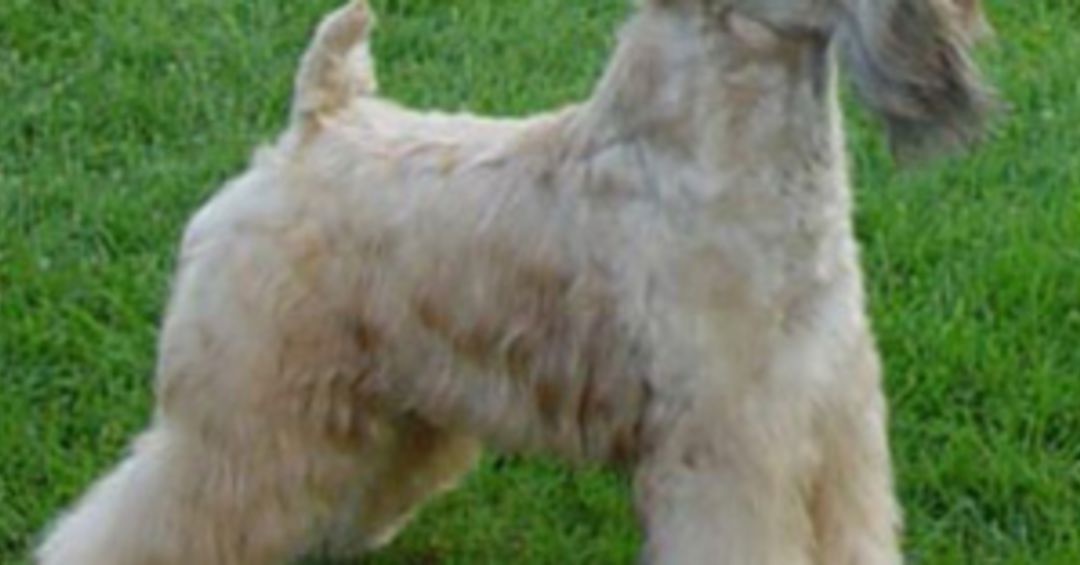 westminster dog show wheaten terrier