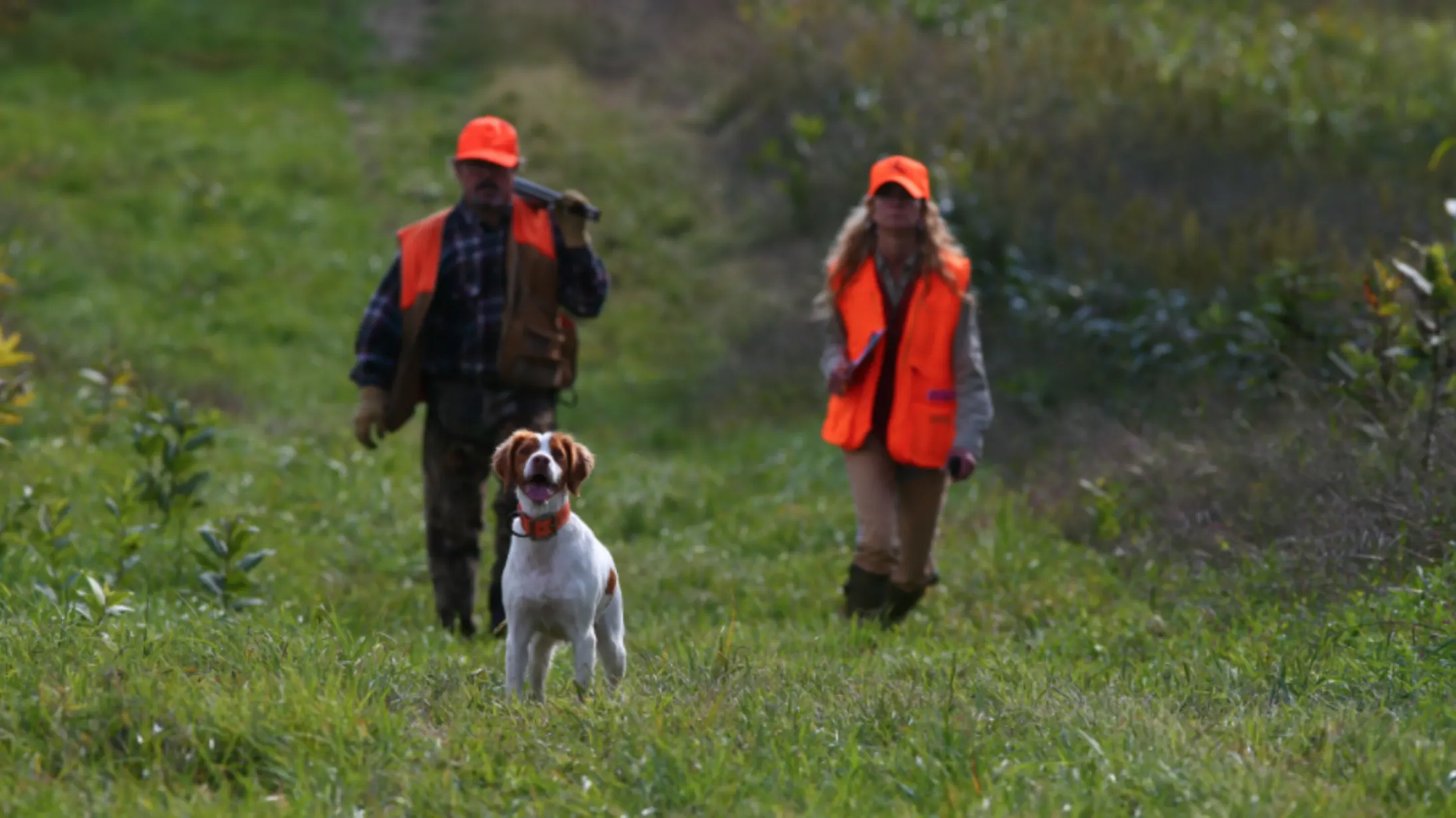 akc beagle field trial points