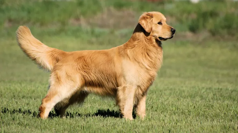 westminster dog show golden retriever