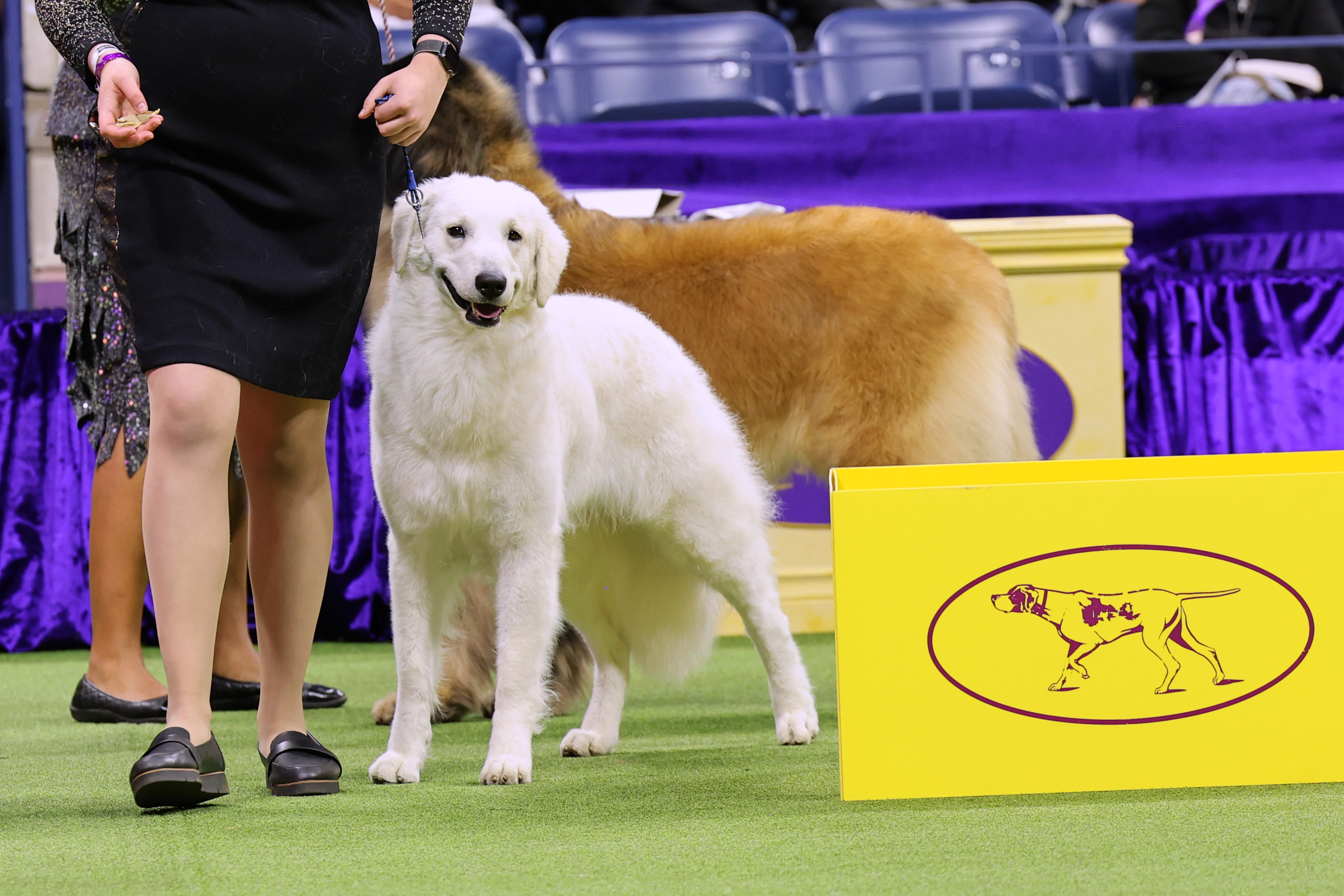 2024 Westminster Dog Show Dates Today Leone