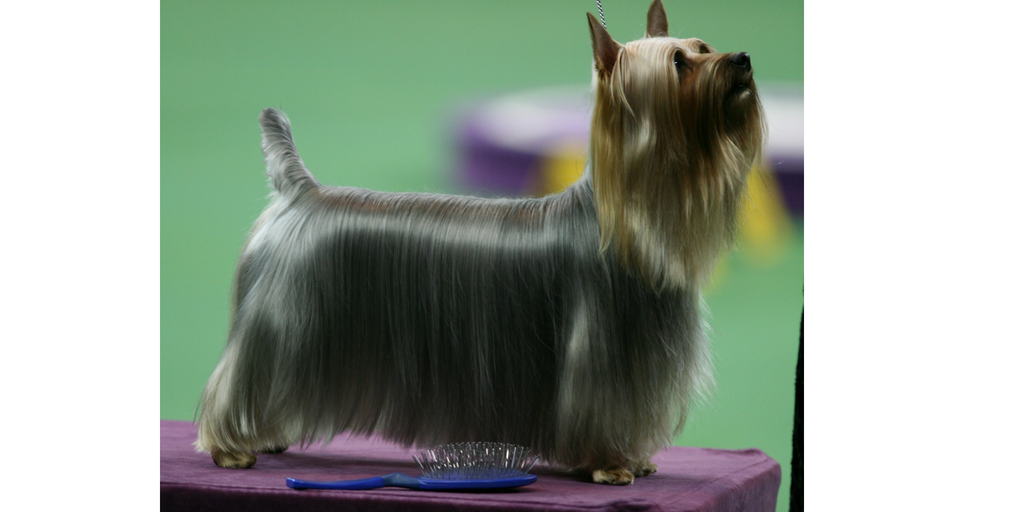 what are dogs judged on in dog shows