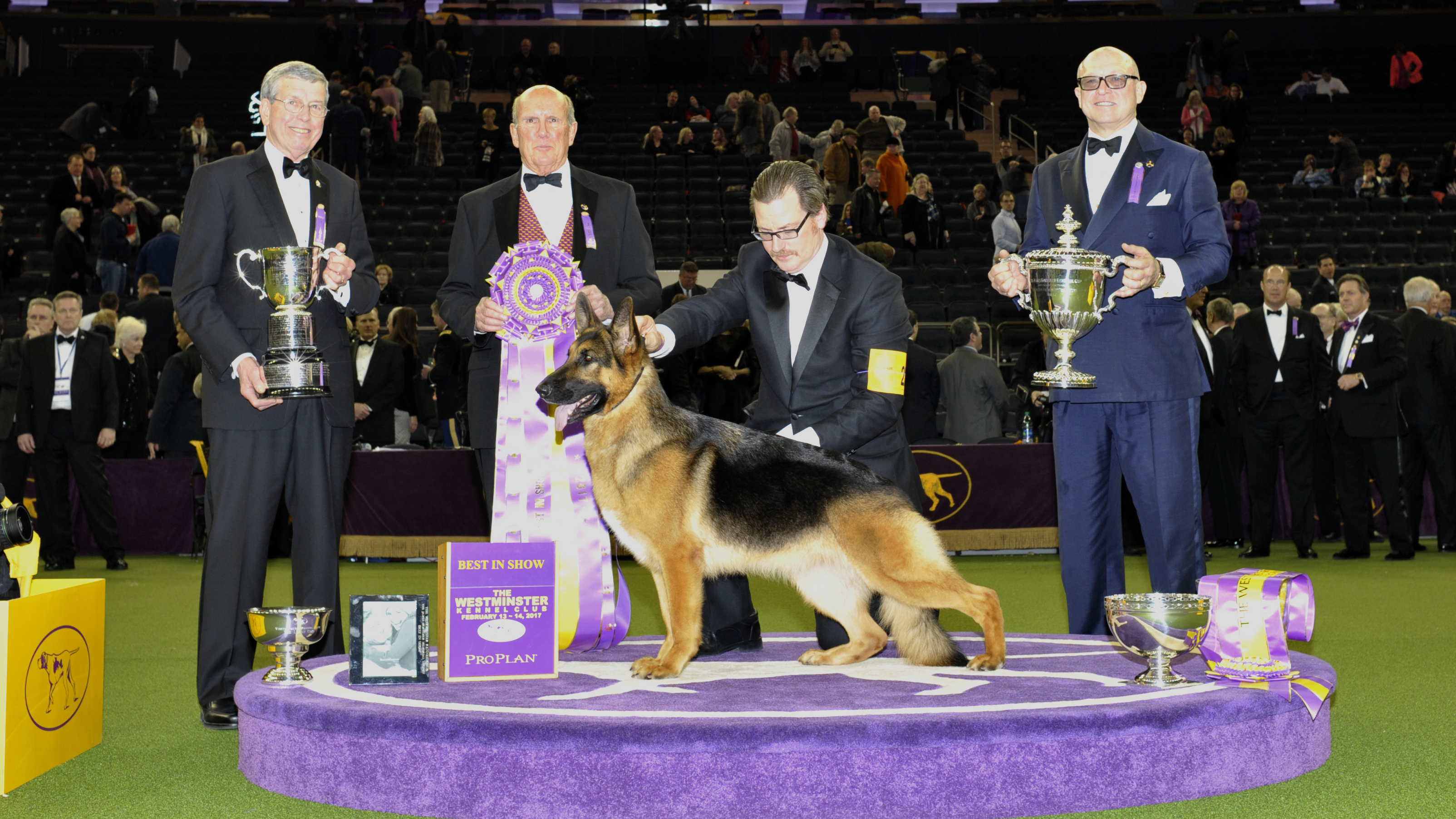 Show for the Westminster Kennel Club 