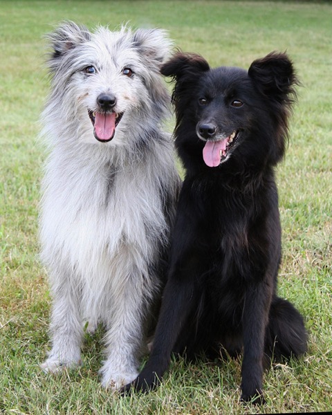 can pyrenean sheepdog be black