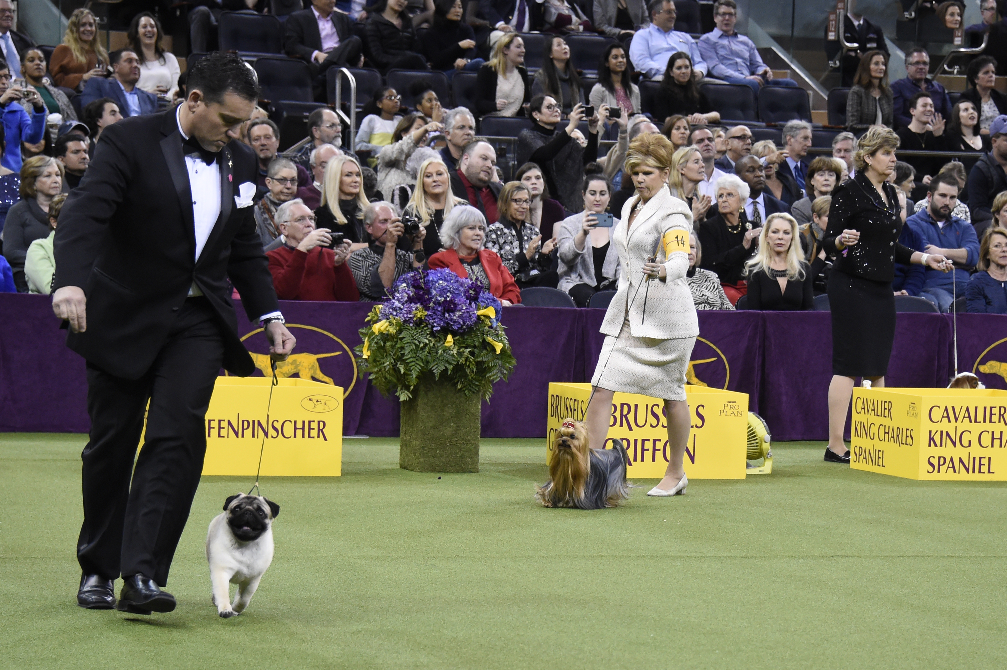 westminster dog show 2018 toy group