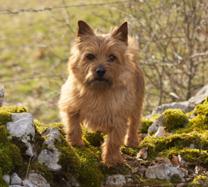 are norwich terriers affectionate